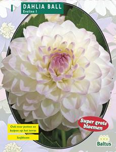 Baltus Zomer Bloembollen Dahlia Ball Eveline per 1 - 