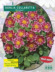 Baltus Zomer Bloembollen Dahlia Collarette Hartenaas per 1 - 