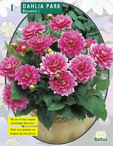 Baltus Zomer Bloembollen Dahlia Park Bluesette per 1 - 