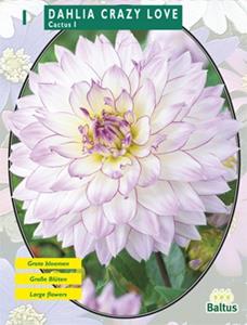 Baltus Zomer Bloembollen Dahlia Cactus Crazy Love per 1 - 