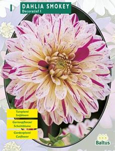 Baltus Zomer Bloembollen Dahlia Smokey per 1 - 