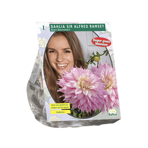 Baltus Zomer Bloembollen Dahlia Giant Dec. Sir Alfred Ramsey per 1 - 