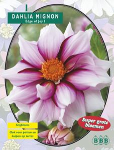 Baltus Zomer Bloembollen Dahlia Mignon Edge of joy per 1 - 