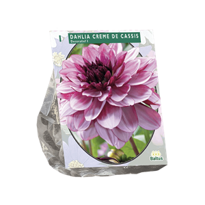 Baltus Zomer Bloembollen Dahlia Decoratief Creme de Cassis per 1 - 
