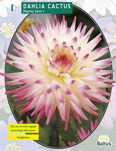 Baltus Zomer Bloembollen Dahlia Cactus Hayley Jane per 1 - 