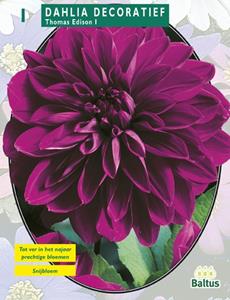 Baltus Zomer Bloembollen Dahlia Decoratief Thomas Edison per 1 - 