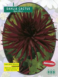 Baltus Zomer Bloembollen Dahlia Cactus Nuit d'ete per 1 - 