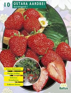 Baltus Zomer Bloembollen Aardbei Ostara per 5 - 