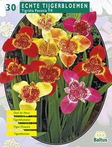 Baltus Zomer Bloembollen Tigridia Pavonia, Mix per 30 - 