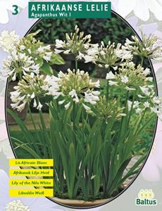 Baltus Zomer Bloembollen Agapanthus, Wit per 3 - 