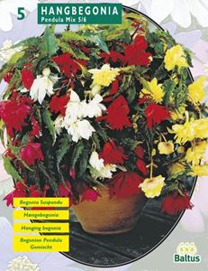 Baltus Zomer Bloembollen Begonia Pendula, Mix per 5 - 