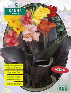 Baltus Zomer Bloembollen Canna Gemengd per 3 - 