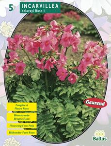 Baltus Zomer Bloembollen Incarvillea Delavayi, Roze per 5 - 