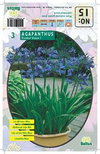 Baltus Zomer Bloembollen Agapanthus, Donkerblauw per 3 - 