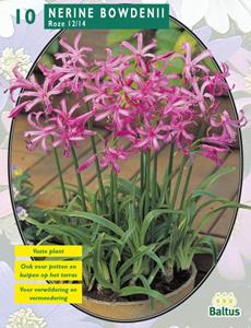 Baltus Nerine Bowdenii Roze per 5 - 