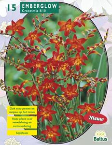 Baltus Crocosmia Emberglow per 15 - 
