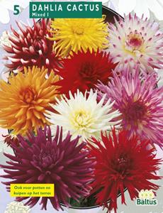 Baltus Zomer Bloembollen Dahlia Cactus Mixed per 3 - 