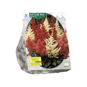 Baltus Zomer Bloembollen Astilbe, Gemengd per 3 - 