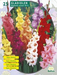 Baltus Zomer Bloembollen Gladiolus Gemengd per 25 - 