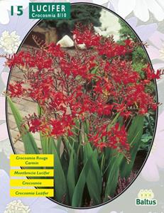 Baltus Zomer Bloembollen Crocosmia Lucifer per 15 - 