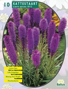 Baltus Zomer Bloembollen Liatris Spicata, Paars per 10 - 