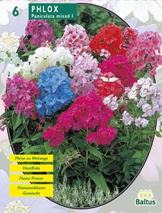 Baltus Zomer Bloembollen Phlox, Mix per 6 - 