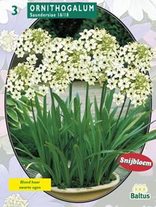 Baltus Zomer Bloembollen Ornithogalum Saundersiae per 3 - 