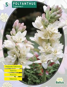 Baltus Zomer Bloembollen Polyanthus Tuberosa per 5 - 