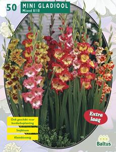 Baltus Zomer Bloembollen Gladiolus Miniatuur Gemengd per 50 - 