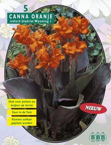 Baltus Zomer Bloembollen Canna bruinblad, Oranje per 3 - 