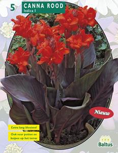 Baltus Zomer Bloembollen Canna donkerroodblad, Rood per 3 - 