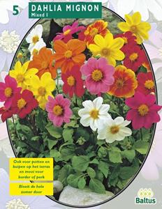 Baltus Zomer Bloembollen Dahlia Mignon Mix per 3 - 