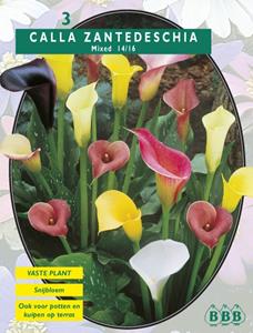 Baltus Zomer Bloembollen Calla Zantedeschia Gemengd per 3 - 