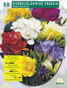 Baltus Zomer Bloembollen Freesia Double, Mix per 50 - 