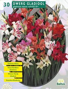 Baltus Zomer Bloembollen Gladiolus Nanus per 30 - 