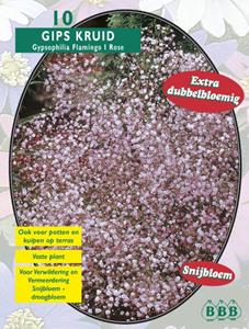 Baltus Zomer Bloembollen Gypsophilia Pan, Roze per 10 - 