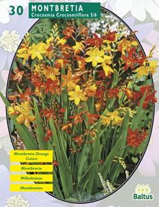 Baltus Zomer Bloembollen Montbretia per 30 - 