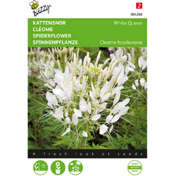 Buzzy Zaden cleome kattensnor white queen 0.5 gram - 