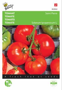 Buzzy Tomaten St. Pierre Grote Vollegrondse - 
