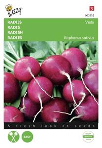 Buzzy Radijs Viola - 