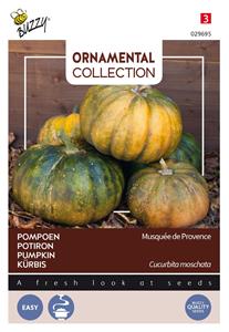 Buzzy Ornamental courgette musque de provence - 