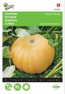 Buzzy Pompoenen Atlantic Giant - 
