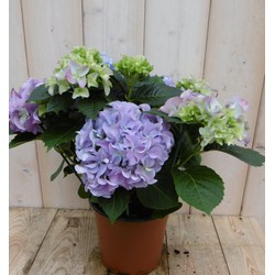 Warentuin natuurlijk Hortensia Blauw 30 - 40 cm 4 tot 6 bloemen - 