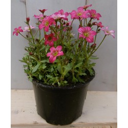 3 stuks! Saxifraga roze - 