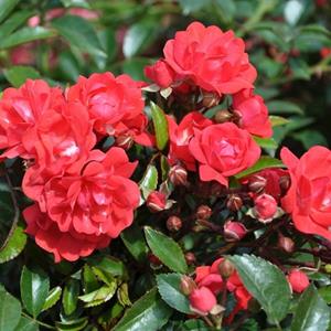 Tuinplant.nl Oranje/rode bodembedekkende roos