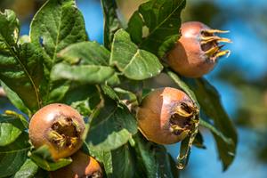 Tuinplant.nl Mispel
