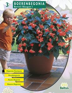 Baltus Zomer Bloembollen Begonia Bertinii Skaugum per 2 - 