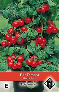 Van hemert co Pot tomaat Ruby Red - 