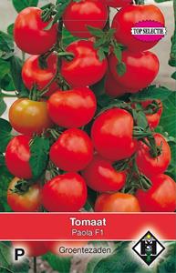 Van hemert co Tomaat Paola F1 - 