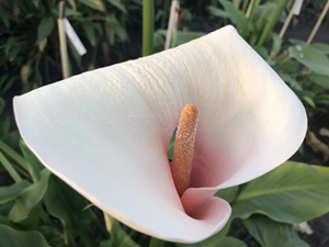 Moerings Westenwindlelie / Zephranthes candida